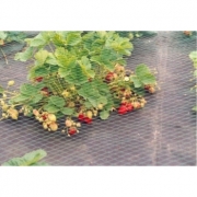 Plasa contra pasarilor Horti-Bird, verde, 5 x 5 m