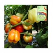 Seminte de ardei gras, Banner F1, 500 seminte, Hazera