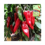 Seminte de ardei kapia, Feraro F1, 500 seminte, Hazera