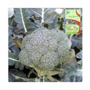 Seminte de broccoli, Stromboli F1,1000 seminte, Hazera