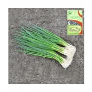 Seminte de ceapa verde Savel, 50000 seminte, Hazera