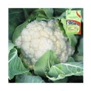 Seminte de conopida, Barcelona F1, 1000 seminte, Hazera