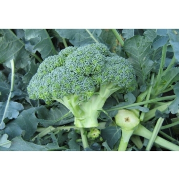 Seminte de broccoli Agassi F1, 2500 seminte, Rijk Zwaan