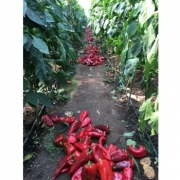 Seminte de ardei kapia Vitalica F1, 1000 seminte, Rijk Zwaak