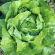 Seminte de salata drajata Touareg, 5000 seminte