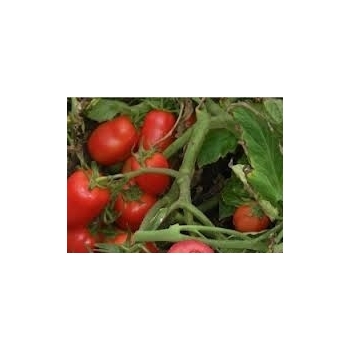 Seminte tomate Dyno F1(1000 sem) Clause