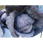 Seminte varza Red sky F1(1000 sem) Clause