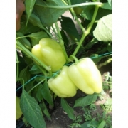 Seminte ardei gras Daciana F1(20 sem), Agrosel, 3PG