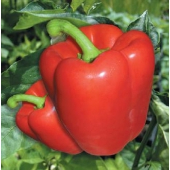 Seminte ardei gras Eskimo F1(250 sem), Agrosel