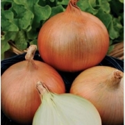 Seminte ceapa Cenol(125.000 sem), Agrosel
