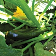 Seminte dovlecel Dark Shadow F1(100 sem), Agrosel