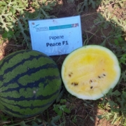 Seminte pepene verde Peace F1(0.5 gr), Agrosel, 3PG