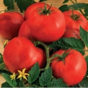 Seminte tomate Ruxandra(3000 sem), Agrosel