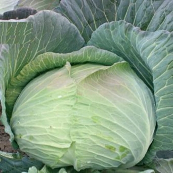 Seminte varza Beverly Hills F1(2500 sem), HEKTAR #2