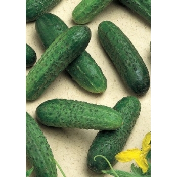 Seminte castraveti Mirabelle F1(1000 sem), Seminis