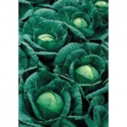 Varza hibrid alba Bucharest F1(10.000 sem), Seminis