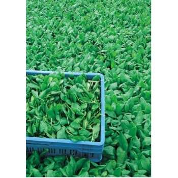Seminte spanac Ballet F1(100.000 seminte), Seminis