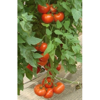 Seminte tomate hibrid Kiveli F1(500 sem), Seminis