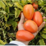 Seminte tomate Chelse F1(Ex Veloz)(1000 seminte), Seminis