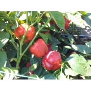 Seminte ardei gras Red Knight F1(500 seminte), Seminis