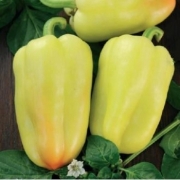 Seminte ardei gras Artim( 2000 sem), Agrosel