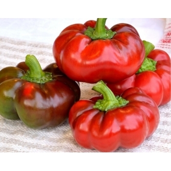 Seminte ardei gogosar Vlad(15000 sem), Agrosel