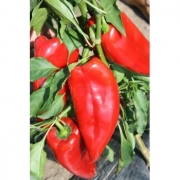 Seminte Ardei Potaisa F1(500 sem), HEKTAR