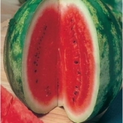 Seminte pepene rosu Crimson Sweet(100 gr), Agrosel