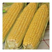 Seminte porumb Sweet Spirit F1(1000 sem), Agrosel