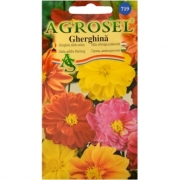 Seminte flori Gherghina dublu Melanj Agrosel, 2PG