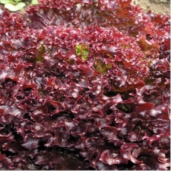 Seminte salata rosie Luberon(1000 seminte), Seminis