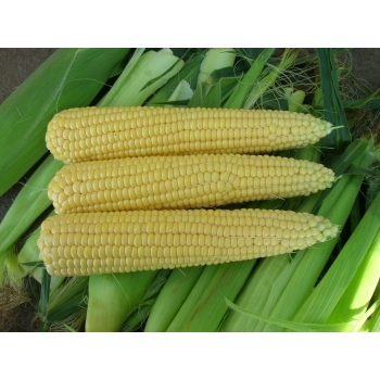 Seminte porumb extradulce Sheba F1(5000 sem), Seminis