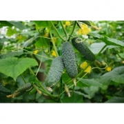 Seminte castraveti SV 4097 CV F1(250 seminte), Seminis