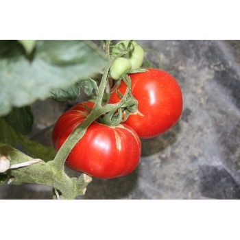 Seminte Tomate Elisabeta Agrosel (1 gr), 2PG #2