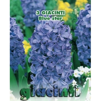 Zambile Blue Star, floare de culoare albastru, inaltime planta 25 cm,  Green  Paradise