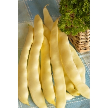 Seminte fasole urcatoare Ecaterina(30 gr) Agrosel, 3PG #5