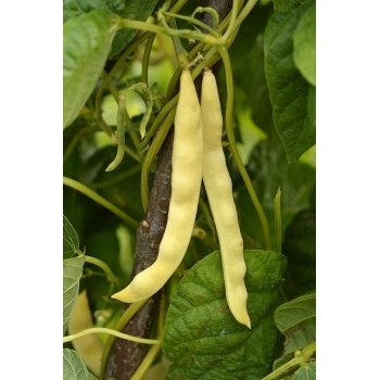 Seminte fasole urcatoare Ecaterina(30 gr) Agrosel, 3PG #2