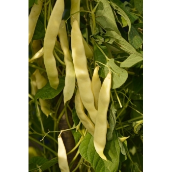 Seminte fasole urcatoare Ecaterina(30 gr) Agrosel, 3PG #6