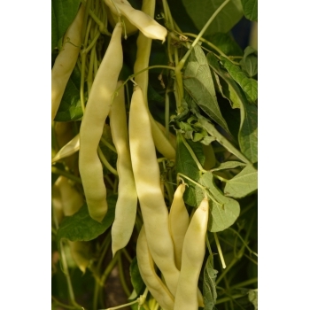Seminte fasole urcatoare Ecaterina(30 gr) Agrosel, 3PG #7