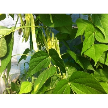 Seminte fasole urcatoare Ecaterina(30 gr) Agrosel, 3PG #8