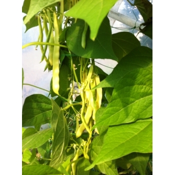 Seminte fasole urcatoare Ecaterina(30 gr) Agrosel, 3PG #9