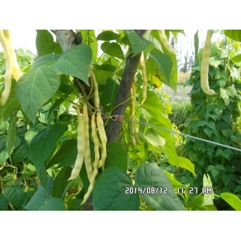 Seminte fasole urcatoare Ecaterina(30 gr) Agrosel, 3PG #4