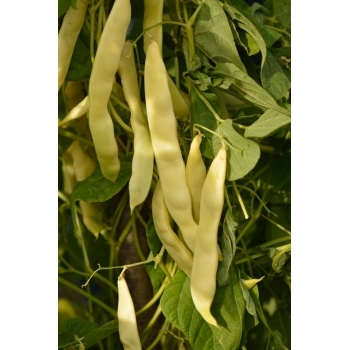 Seminte fasole urcatoare Ecaterina(250 gr) Agrosel #6