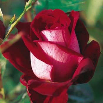 Trandafir cu flori mari, de culoare rosu purpuriu, Alleluia, Delbard