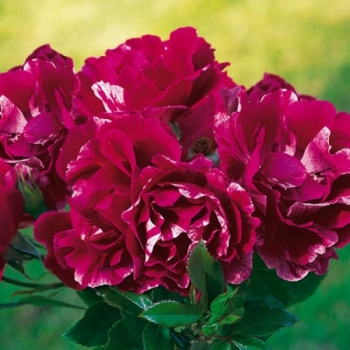 Trandafir cu flori grupate, de culoare roz-fucsia, Guy Savoy, Delbard #2