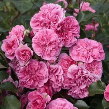 Trandafir peisaj, cu flori roz, Les Quatre Saisons,  Meilland #2