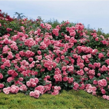 Trandafir peisaj, cu flori roz, Les Quatre Saisons,  Meilland