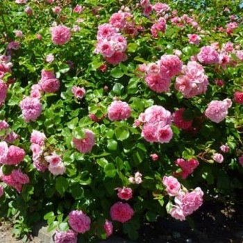 Trandafir peisaj, cu flori roz, Les Quatre Saisons,  Meilland #3