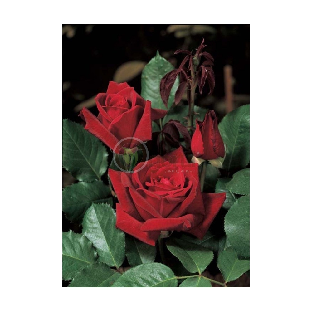 Trandafir urcator, cu flori de culoare rosu, Papa Meilland, Meilland