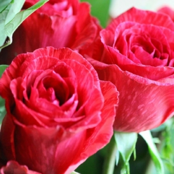 Trandafir cu flori mari, de culoare rosu aprins, Red Intuition, Delbard #2
